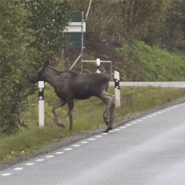 Straipsnio nuotrauka